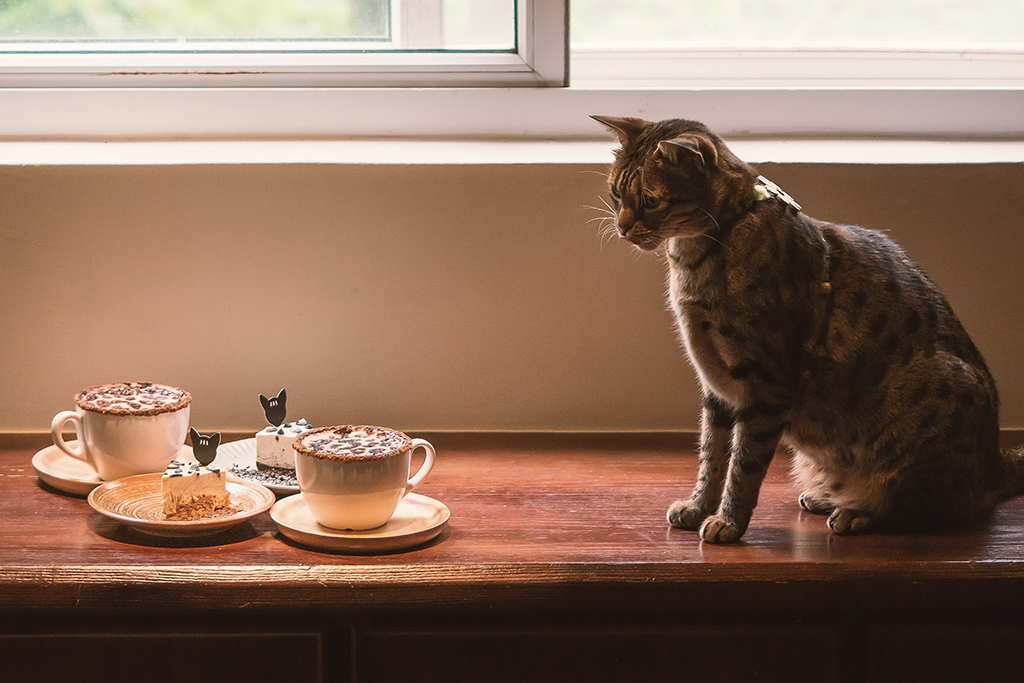 貓咪咖啡特色餐&下午茶